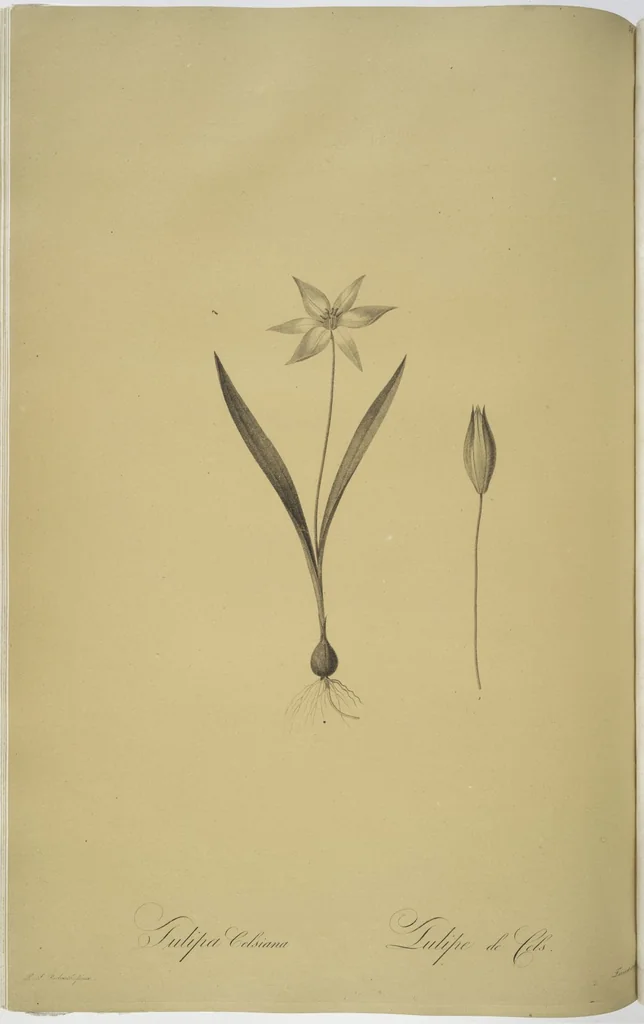 An illustration from Les liliacées, 1805, leaf 40