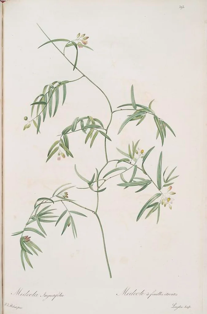 An illustration from Les liliacées, 1805, leaf 400