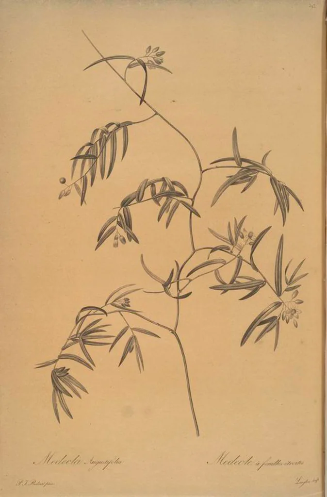 An illustration from Les liliacées, 1805, leaf 400