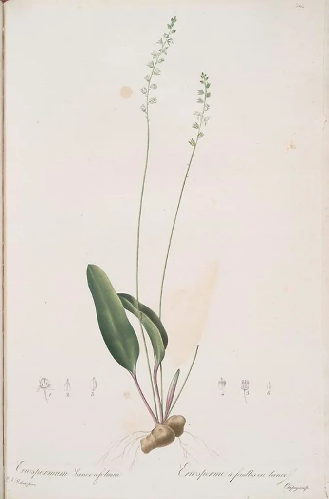An illustration from Les liliacées, 1805, leaf 401