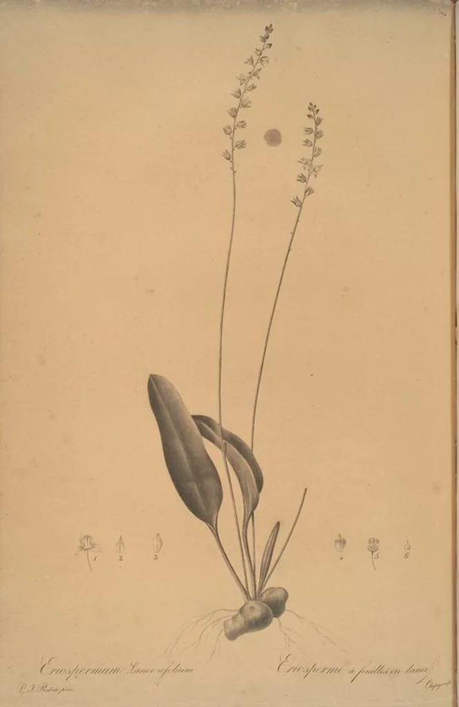 An illustration from Les liliacées, 1805, leaf 401