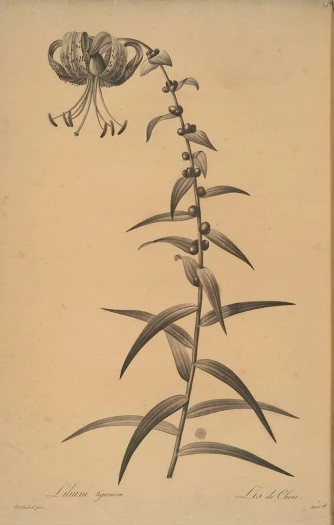 An illustration from Les liliacées, 1805, leaf 402