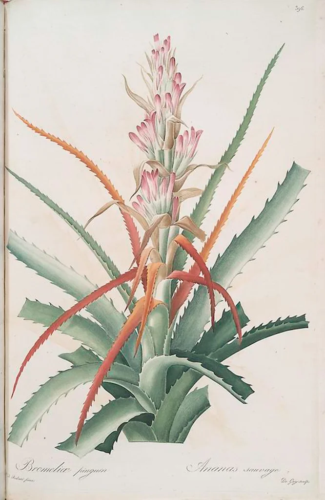 An illustration from Les liliacées, 1805, leaf 403