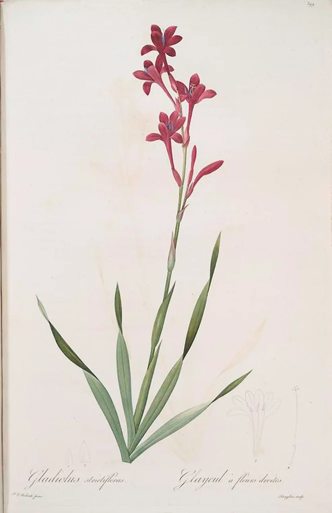 An illustration from Les liliacées, 1805, leaf 406
