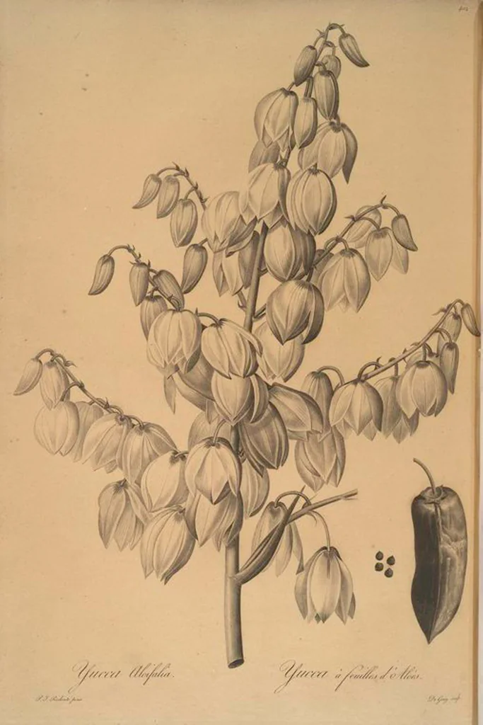 An illustration from Les liliacées, 1805, leaf 409
