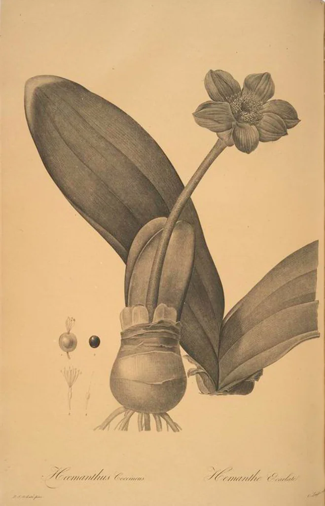 An illustration from Les liliacées, 1805, leaf 41