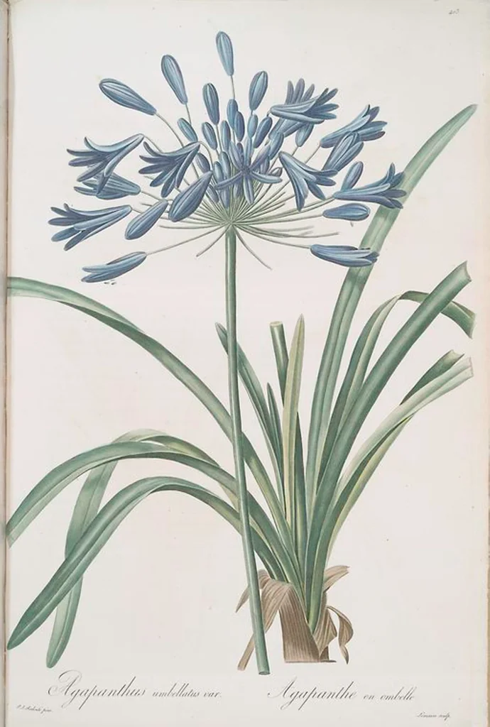 An illustration from Les liliacées, 1805, leaf 410