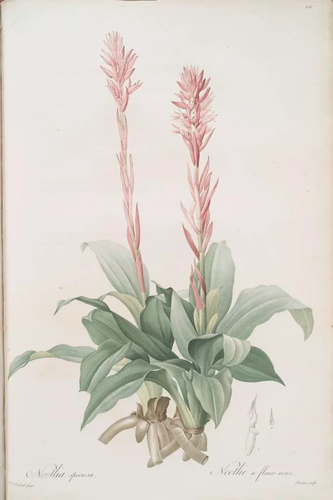 An illustration from Les liliacées, 1805, leaf 411
