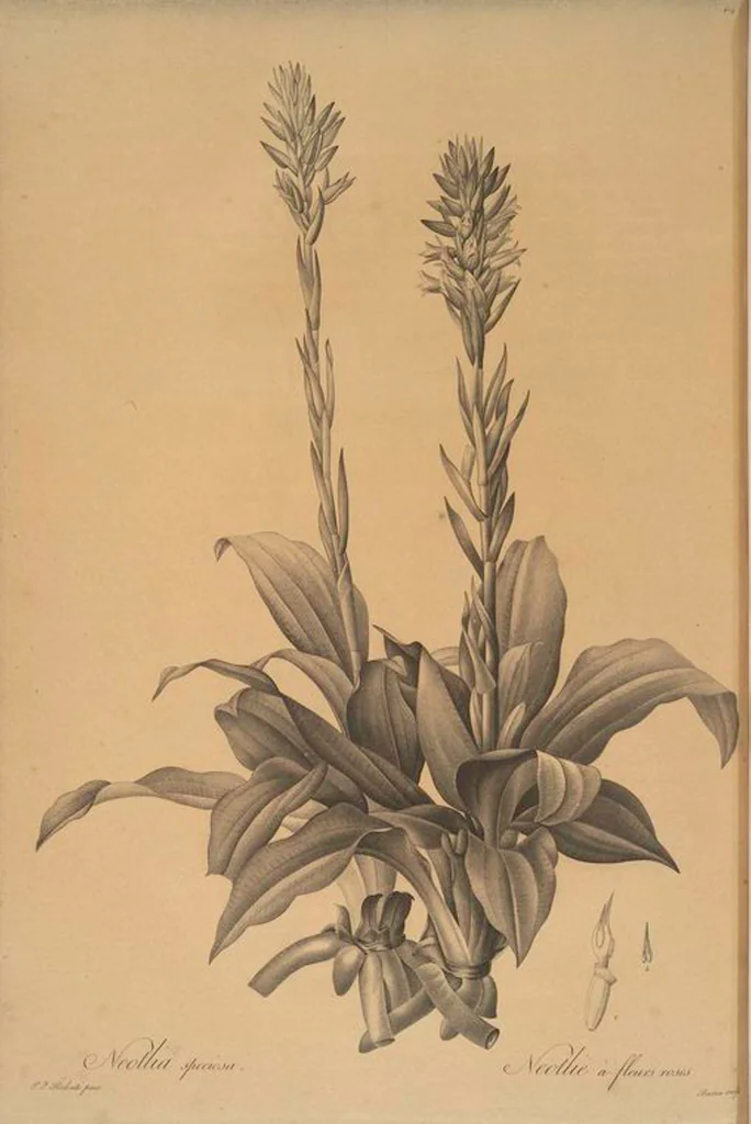 An illustration from Les liliacées, 1805, leaf 411