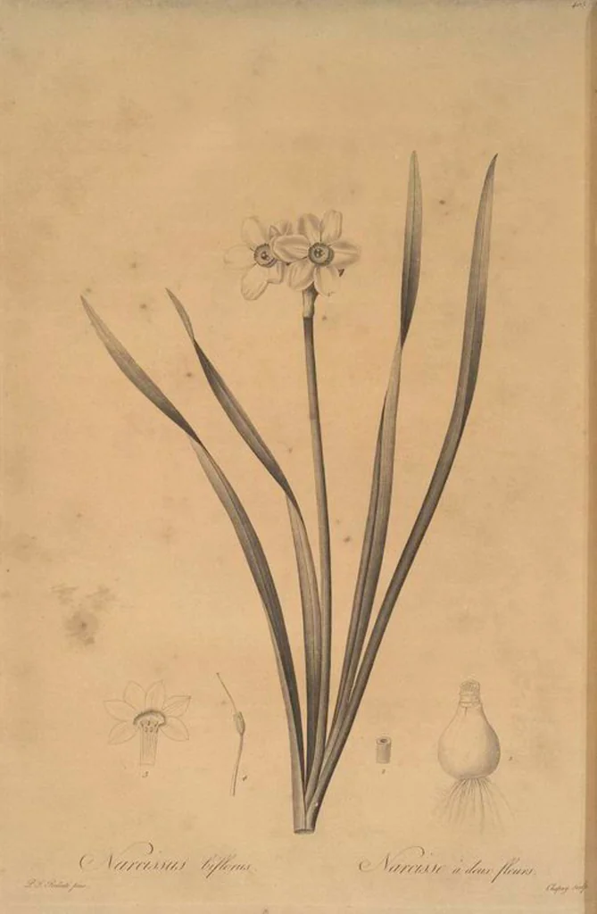 An illustration from Les liliacées, 1805, leaf 412