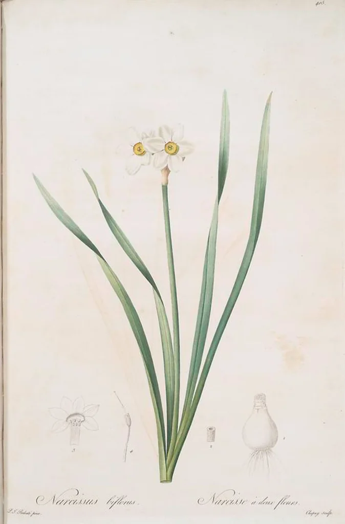 An illustration from Les liliacées, 1805, leaf 412