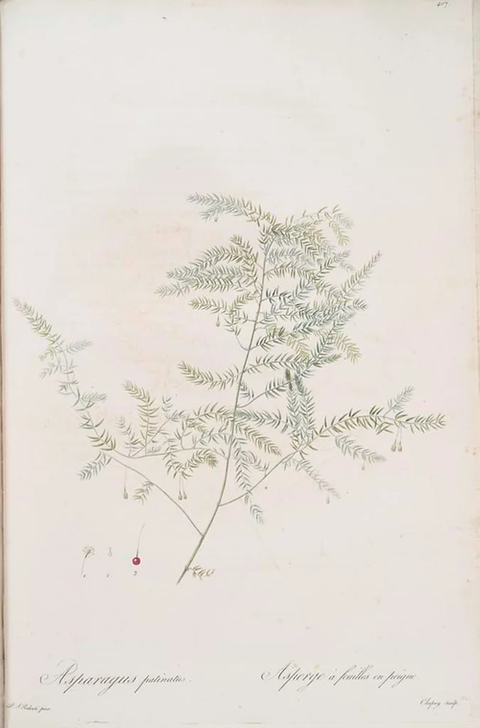 An illustration from Les liliacées, 1805, leaf 414
