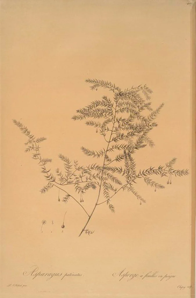 An illustration from Les liliacées, 1805, leaf 414