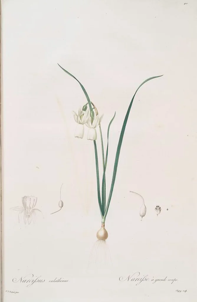 An illustration from Les liliacées, 1805, leaf 417
