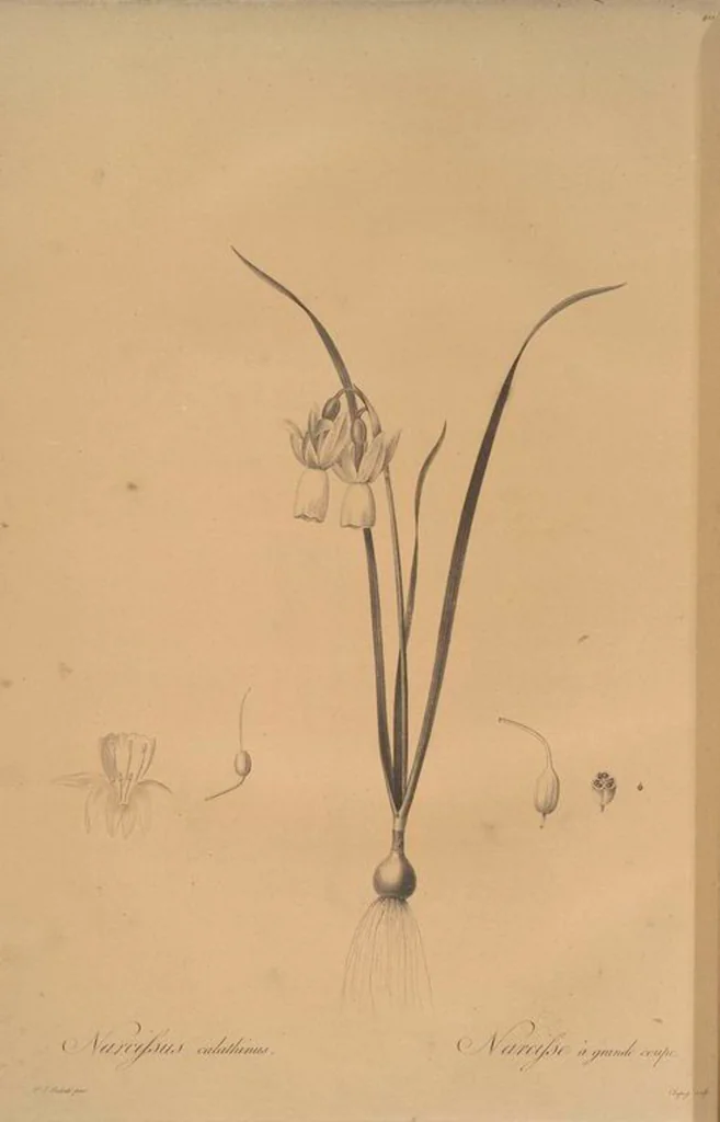 An illustration from Les liliacées, 1805, leaf 417