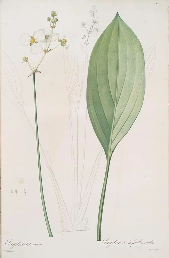 An illustration from Les liliacées, 1805, leaf 418