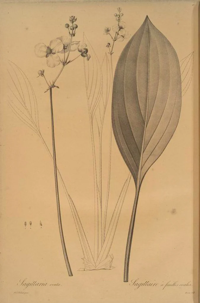 An illustration from Les liliacées, 1805, leaf 418