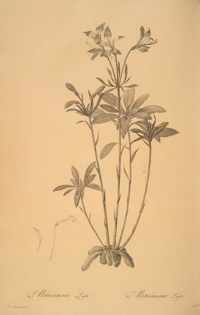 An illustration from Les liliacées, 1805, leaf 42
