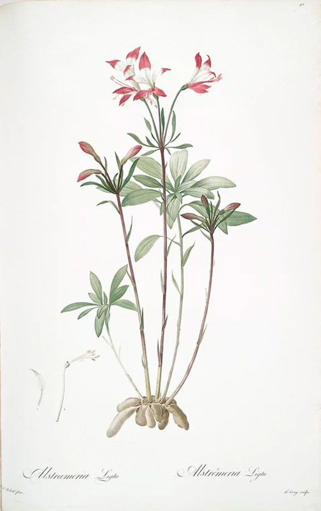 An illustration from Les liliacées, 1805, leaf 42