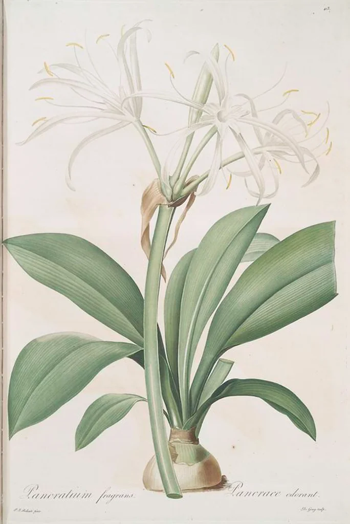 An illustration from Les liliacées, 1805, leaf 420