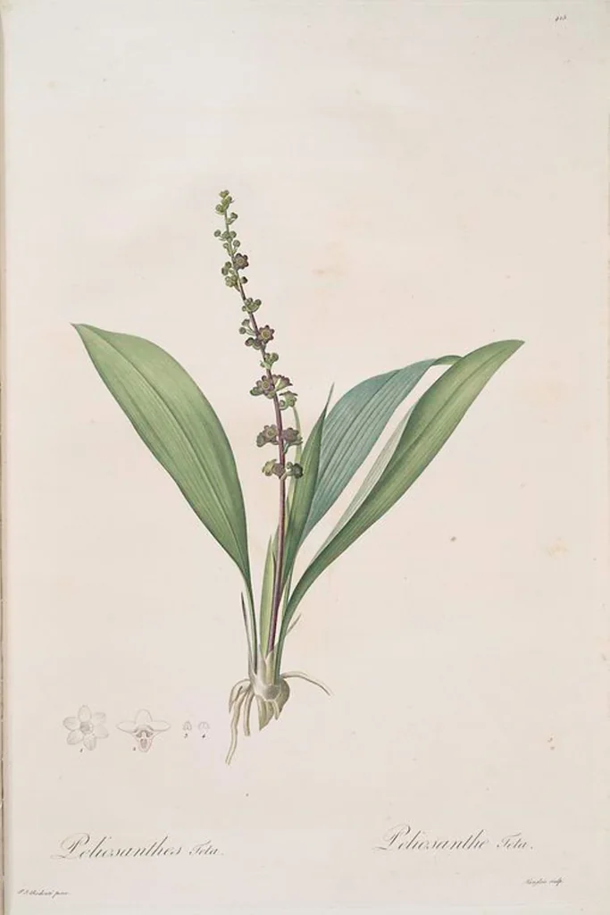 An illustration from Les liliacées, 1805, leaf 422