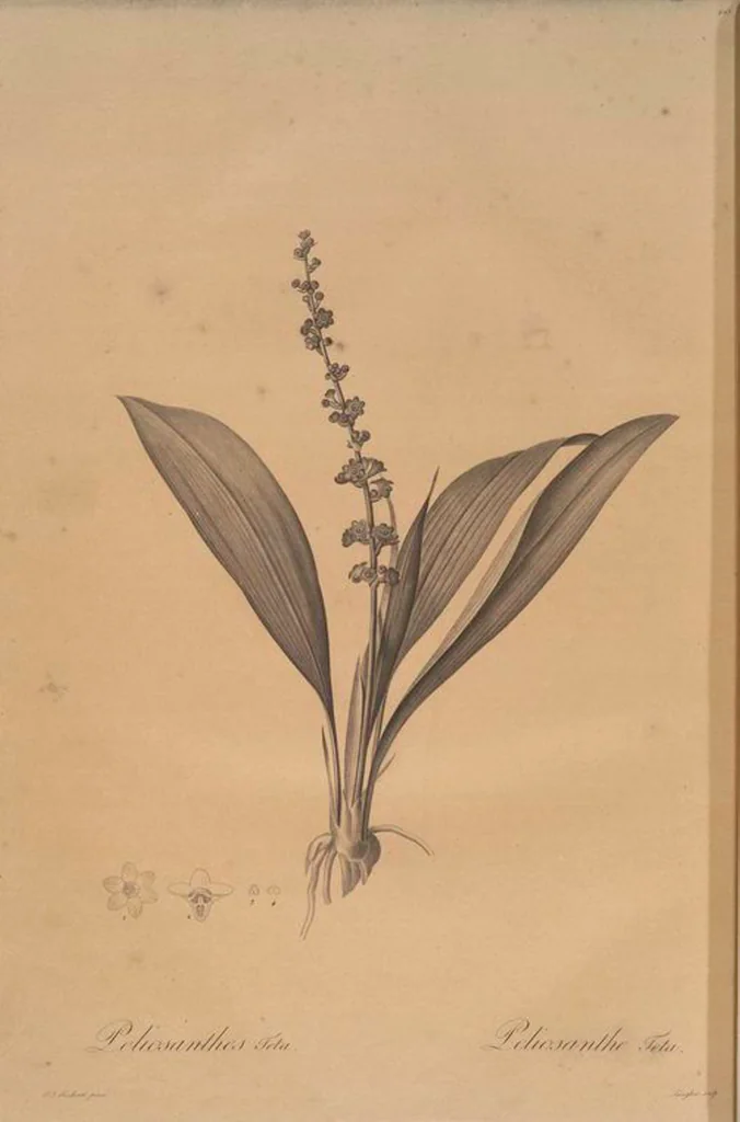 An illustration from Les liliacées, 1805, leaf 422