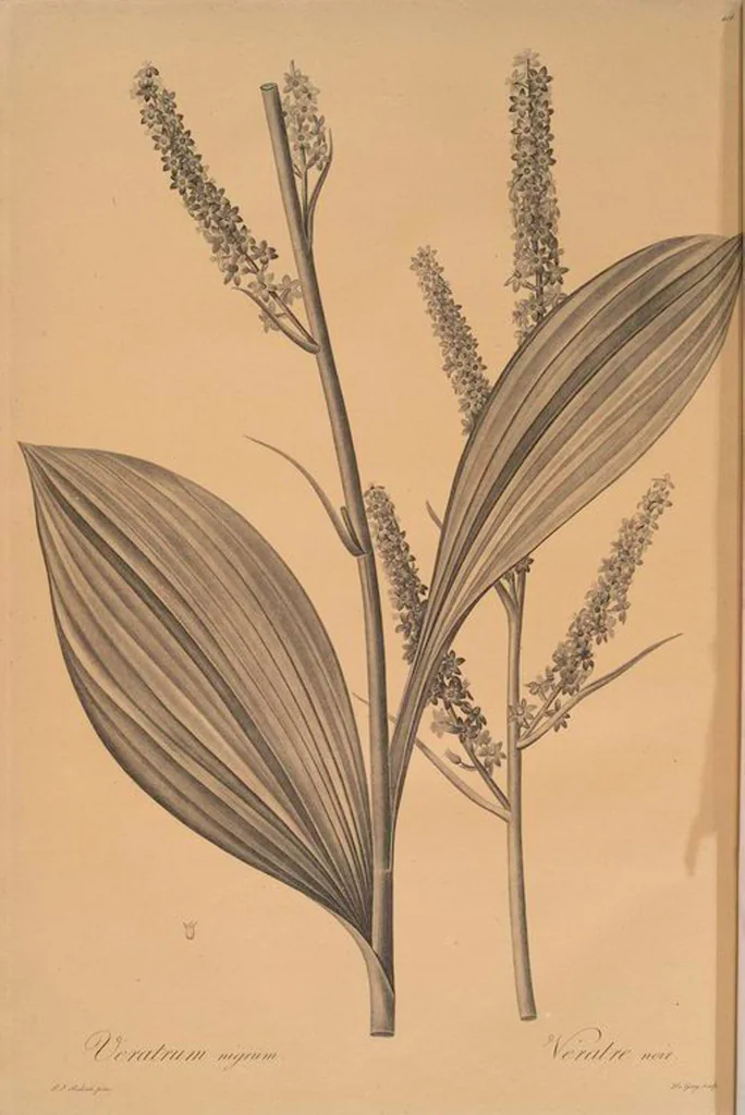 An illustration from Les liliacées, 1805, leaf 423