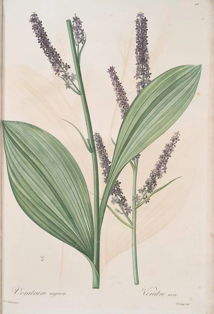 An illustration from Les liliacées, 1805, leaf 423