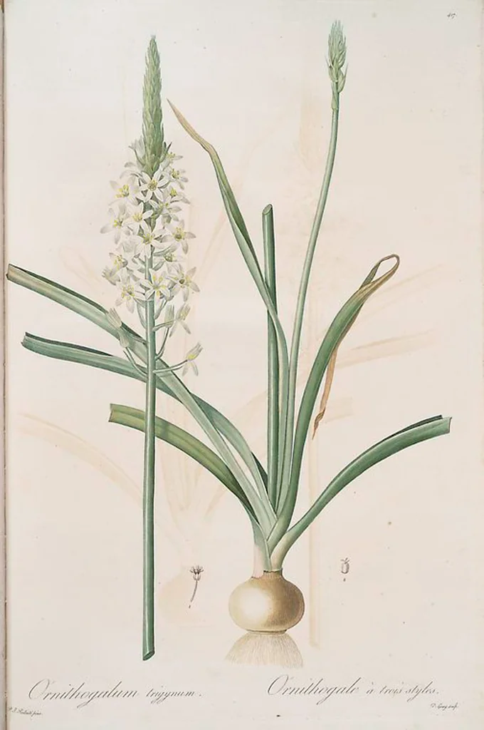 An illustration from Les liliacées, 1805, leaf 424