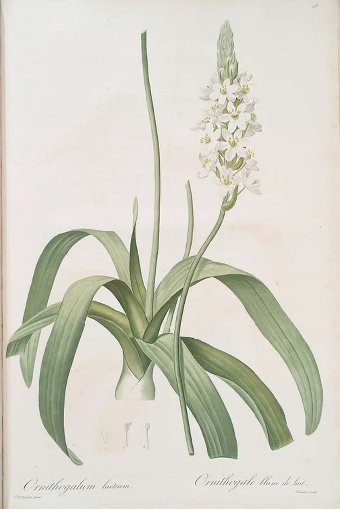 An illustration from Les liliacées, 1805, leaf 425