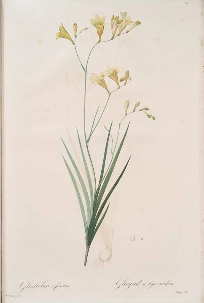 An illustration from Les liliacées, 1805, leaf 426