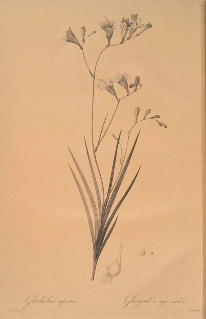 An illustration from Les liliacées, 1805, leaf 426