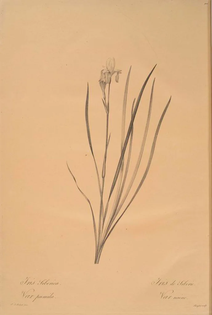 An illustration from Les liliacées, 1805, leaf 427