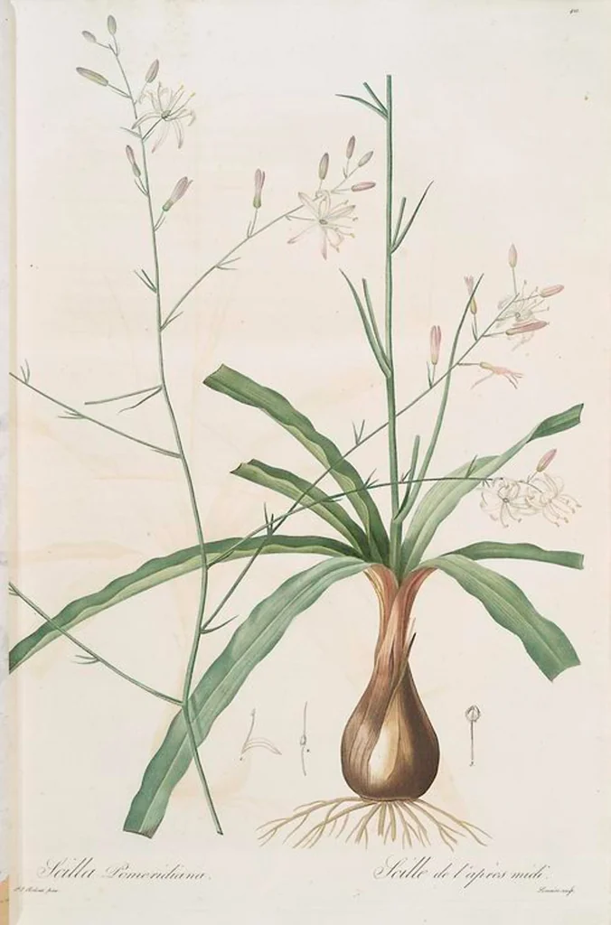 An illustration from Les liliacées, 1805, leaf 429