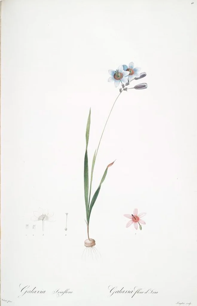 An illustration from Les liliacées, 1805, leaf 43