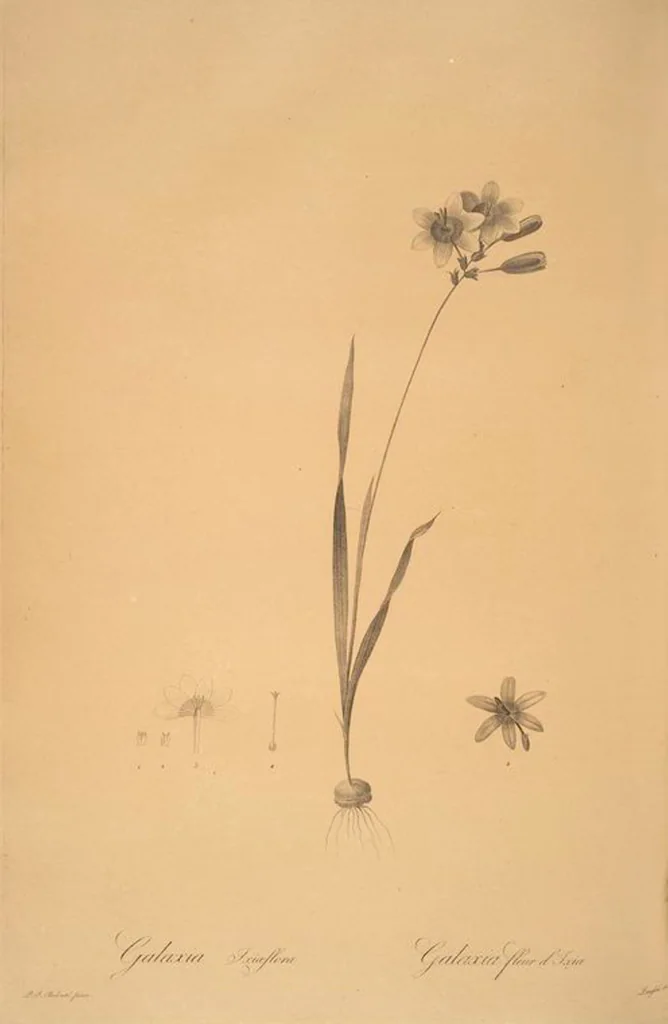 An illustration from Les liliacées, 1805, leaf 43