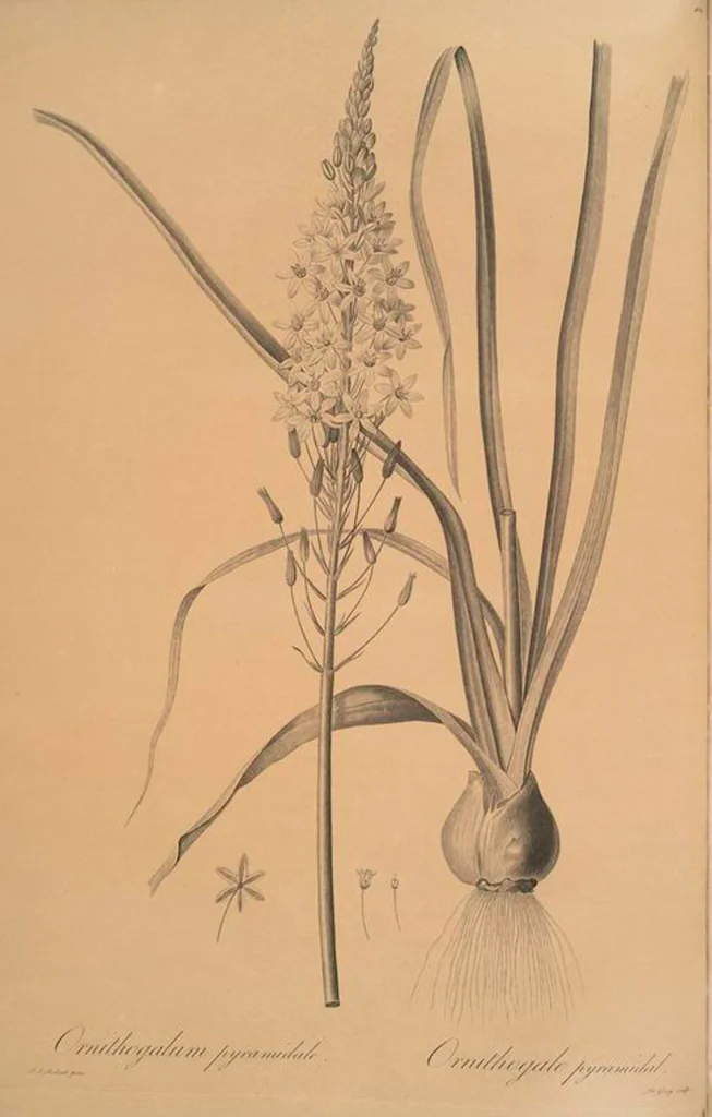 An illustration from Les liliacées, 1805, leaf 430
