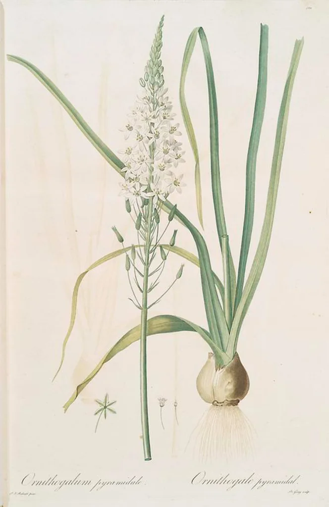 An illustration from Les liliacées, 1805, leaf 430
