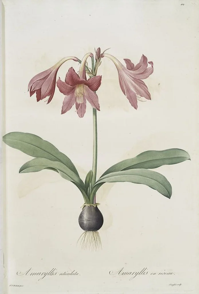 An illustration from Les liliacées, 1805, leaf 432