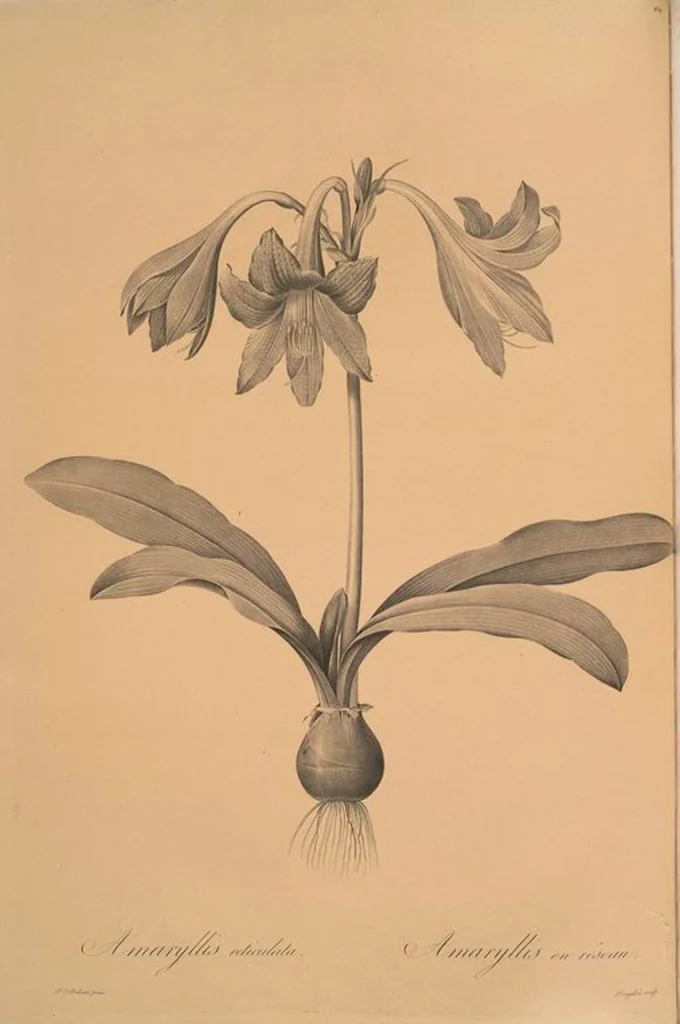 An illustration from Les liliacées, 1805, leaf 432