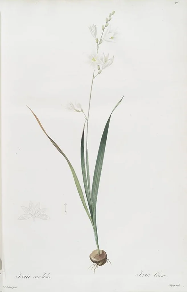 An illustration from Les liliacées, 1805, leaf 434