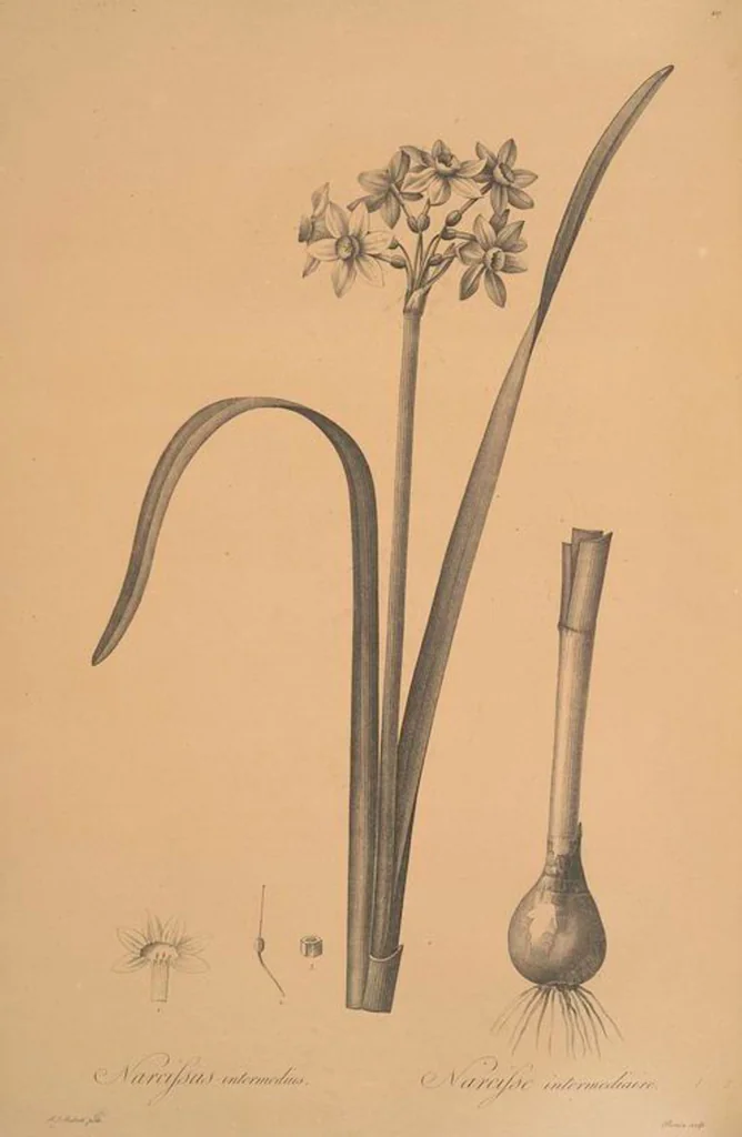 An illustration from Les liliacées, 1805, leaf 435