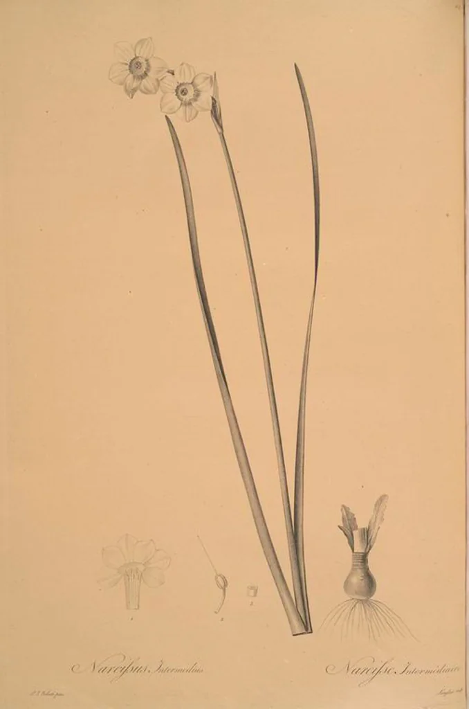 An illustration from Les liliacées, 1805, leaf 436