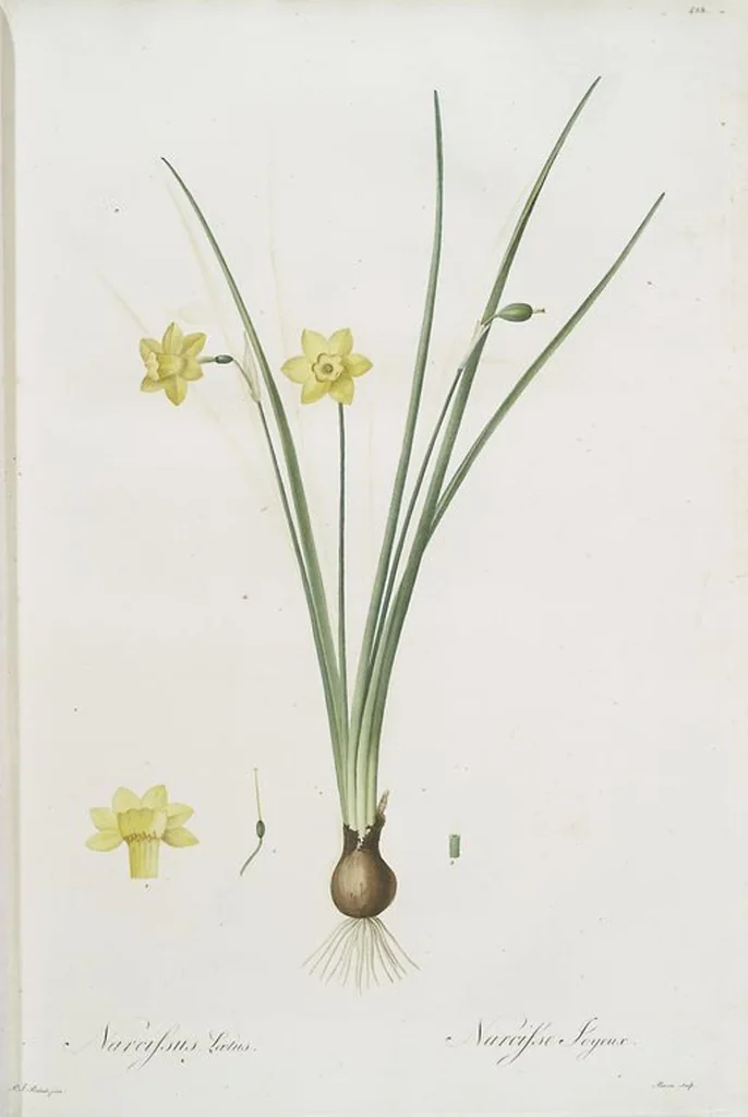 An illustration from Les liliacées, 1805, leaf 437
