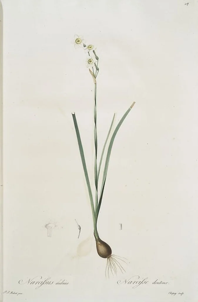 An illustration from Les liliacées, 1805, leaf 438