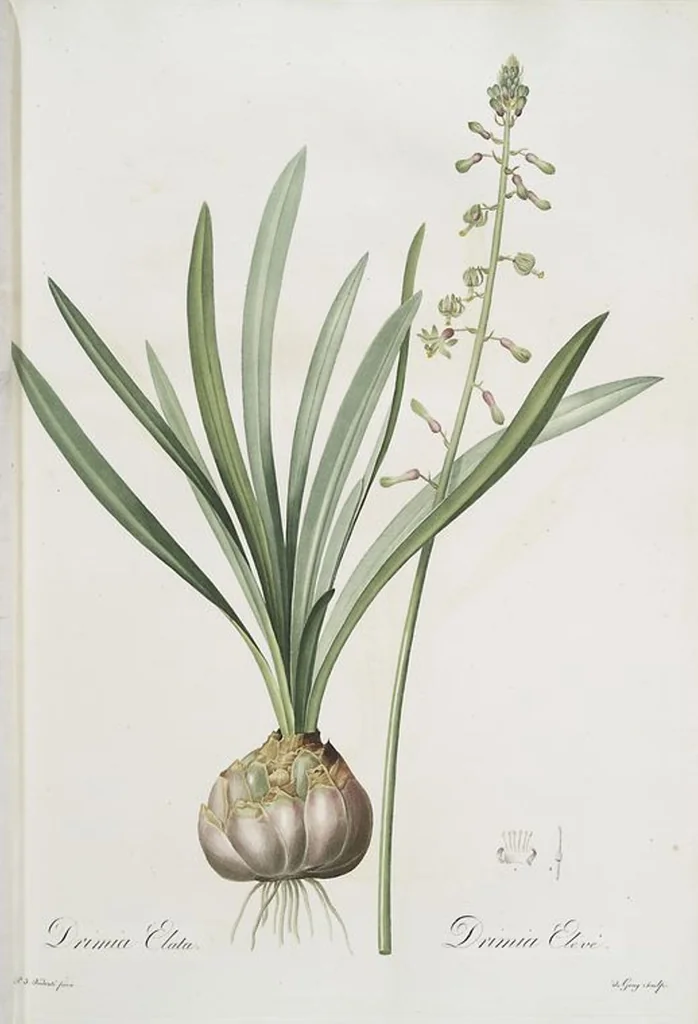 An illustration from Les liliacées, 1805, leaf 439