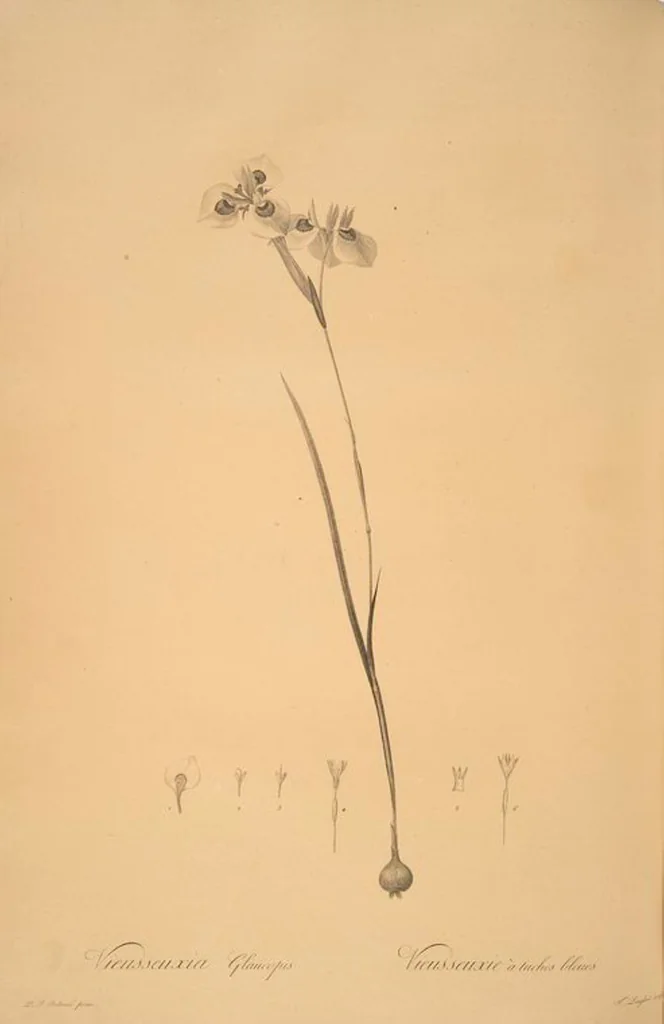 An illustration from Les liliacées, 1805, leaf 44