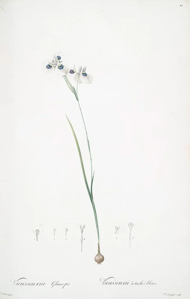 An illustration from Les liliacées, 1805, leaf 44