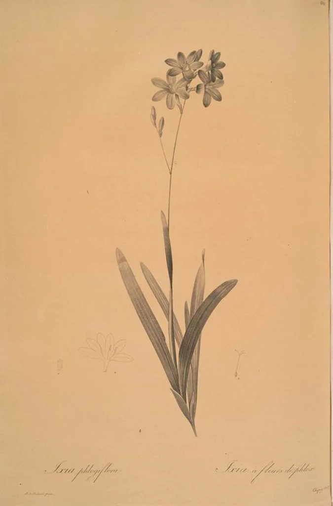 An illustration from Les liliacées, 1805, leaf 441