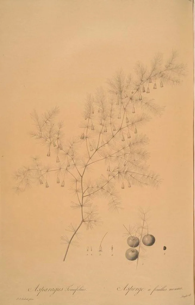 An illustration from Les liliacées, 1805, leaf 443